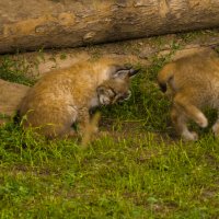ДУРАКИ вы, Я маме рассказу :: Владимир Максимов