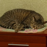 На боевом посту. :: Петр Беляков На боевом посту. :: Петр Беляков