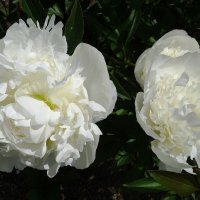 Пионы :: Рита Симонова