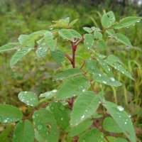 После дождя :: Anna Ivanova