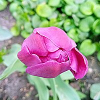 Цвет весны. :: Владимир Драгунский Цвет весны. :: Владимир Драгунский