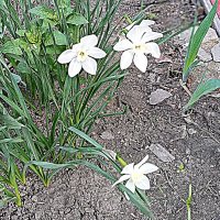 Цвет весны. :: Владимир Драгунский Цвет весны. :: Владимир Драгунский