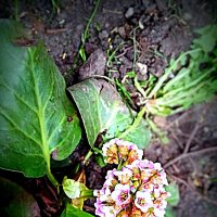 Цвет весны. :: Владимир Драгунский