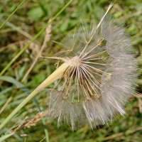 Стареет. :: сергей ермошкин