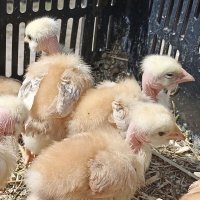 На ярмарке :: Pippa 