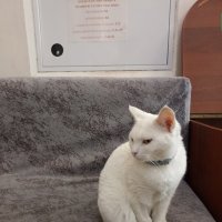 Кошечка в, усадьбе Гончаровых в Полотняном Заводе :: Pippa 