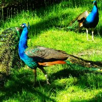 Павлины вышли на солнце прогуляться.. :: Aida10 