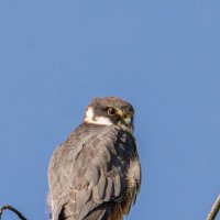 Чеглок :: Sergey38 