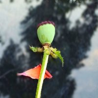 Улетай, улетай в путь-дорогу! :: veilins veilins Улетай, улетай в путь-дорогу! :: veilins veilins