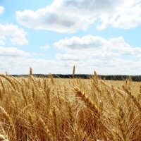 Хлебушек :: Девяткин Юрий 