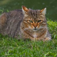 Из серии Коты и Кошки Юсуповского сада :: Магомед .