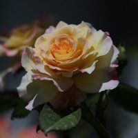 Опять о розах.... :: Светлана Тихонина