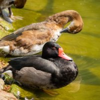 Недремлющее око... :: Николай Гирш Недремлющее око... :: Николай Гирш