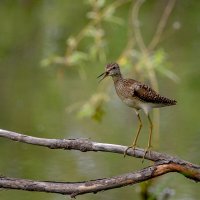 Кулик :: alex graf