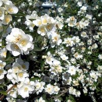 *  *  * :: Елена 