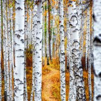 стёжка :: александр 