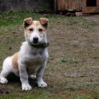 ЩЕНОК   САО :: Анатолий Малобродский