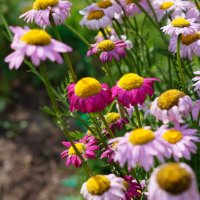 Такие разные ромашки :: Сергей Ц