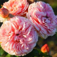 Роза Чиппендейл :: Сергей Ц