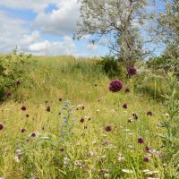На солнечной полянке...летнее разноцветье.... :: Надежда Куркина 