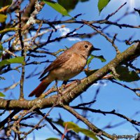 Горихвостка. :: Laryan1 