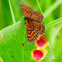 и снова бабочки 14 :: Александр Прокудин и снова бабочки 14 :: Александр Прокудин