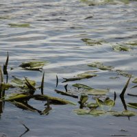 *** :: Наталья Герасимова