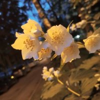 Чубушник :: Сапсан 