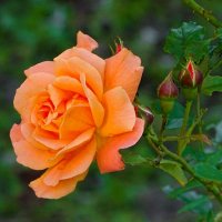 Оранжевая роза. :: Милешкин Владимир Алексеевич Оранжевая роза. :: Милешкин Владимир Алексеевич