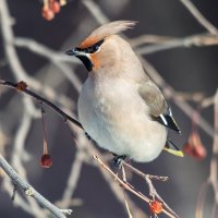 Свиристель. :: Виктор Иванович Чернюк