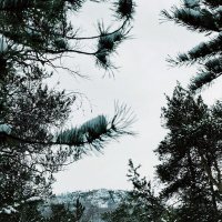 Зимняя сказка :: Георгиевич 