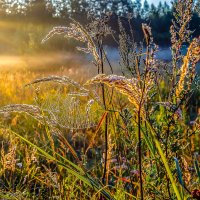 Рождение хорошего дня. :: Игорь Викторов
