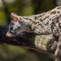 Виверрова кошка :: SanSan 