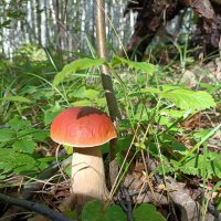 Румяный белый... :: Ирина *