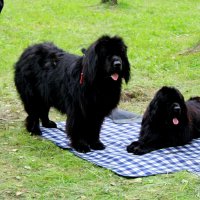 Нюши :: Дмитрий (Горыныч) Симагин