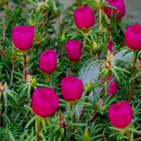 Как у брата во дворе... :: Николай Саржанов