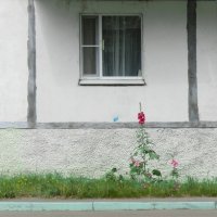 городские цветы :: Лера городские цветы :: Лера