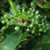 Плоды магонии :: Людмила Смородинская Плоды магонии :: Людмила Смородинская