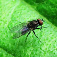 Присела отдохнуть :: Людмила Смородинская