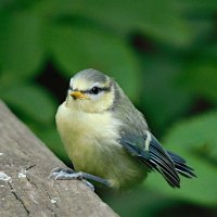 Слеток лазоревки :: Лина Слеток лазоревки :: Лина