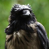 !!! :: kolyeretka !!! :: kolyeretka