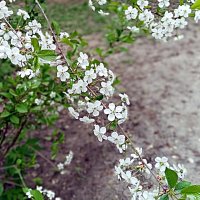 Весенний цвет. :: Владимир Драгунский