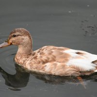 Москва. Парк «Покровское-Стрешнево». :: Наташа ***** Москва. Парк «Покровское-Стрешнево». :: Наташа *****