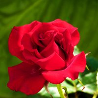 Алая роза :: Валентин Семчишин