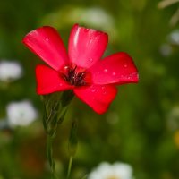 Доброе утро :: Юрий. Шмаков