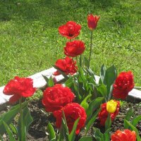 Махровые тюльпаны :: Дмитрий Никитин