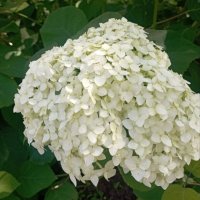 Гортензия :: Елена Семигина