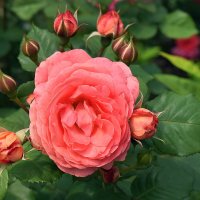 Июнь почти готов поставить точку. :: Татьяна Помогалова