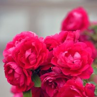 цвет настроения - лето :: Сергей М 