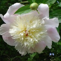 Пион :: Рита Симонова